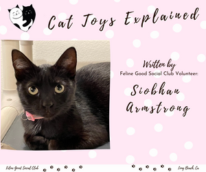 What Kinds of Toys Are Best For Your Cat?