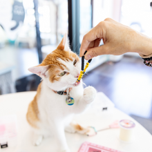 Feline Good Friendship Bracelets