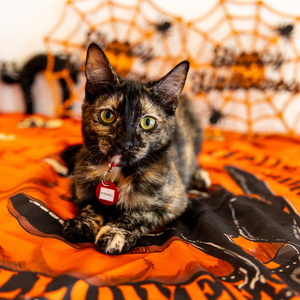 Meowloween Fun @ Feline Good Social Club