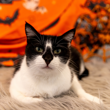 Meowloween Fun @ Feline Good Social Club