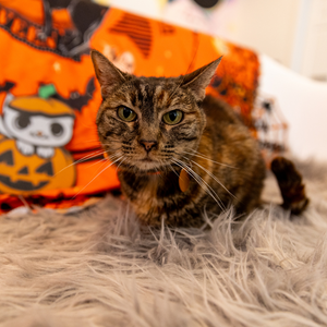 Meowloween Fun @ Feline Good Social Club