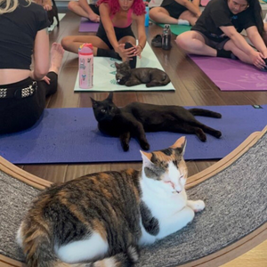 Punk Rawk Yoga