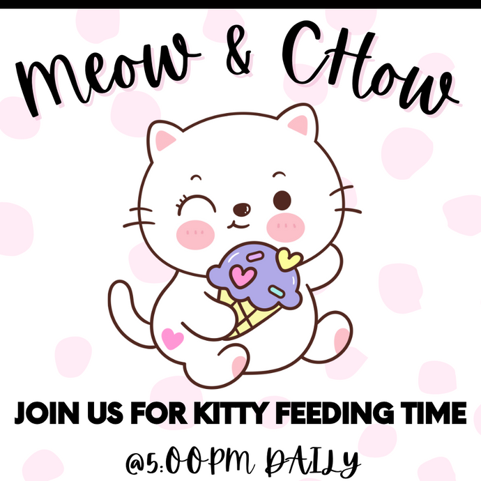 Meow & Chow Dinner Time Session