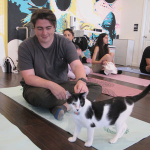 Cats & Mats Yoga