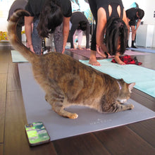 Cats & Mats Yoga