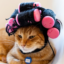 Meowloween Day Sessions