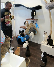 Meow & Chow Dinner Time Session