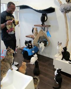 Meow & Chow Dinner Time Session