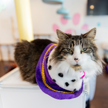 Happy Meower Jazz & Wine
