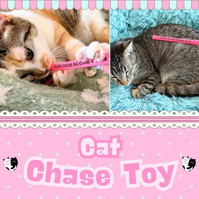 Cat Chase Toy